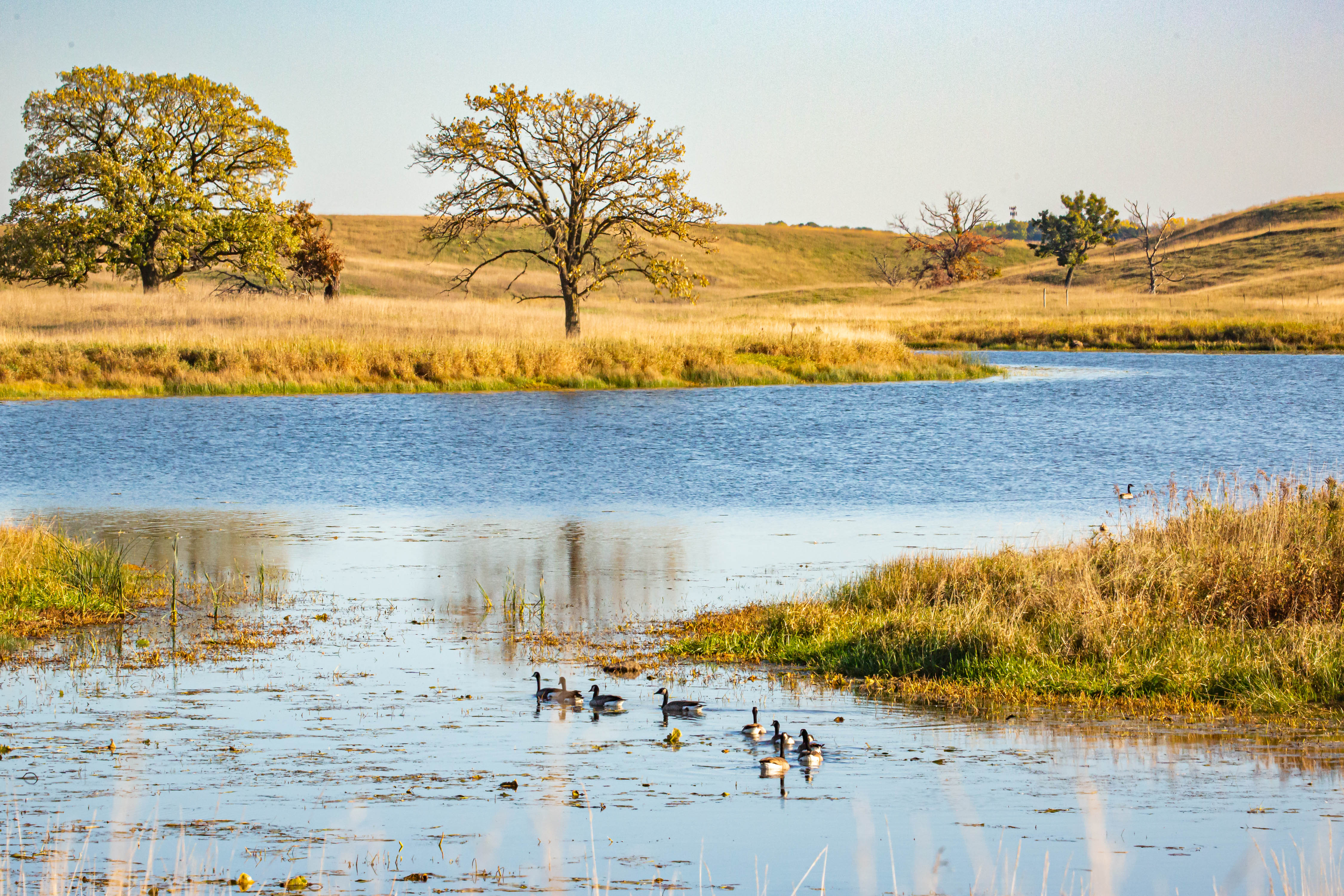 Ducks on a pond at Keystone Woods WMA.